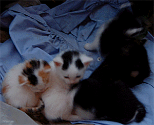 �x�����_�̎q�L 5/10�B�e