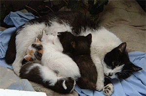 �x�����_�̎q�L 5/12�B�e