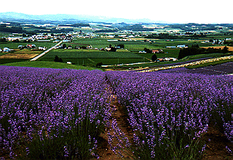 �k�C���̃��x���_�[��